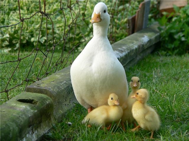 [ducks[1].jpg]