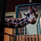 ZOO Gdańsk-Oliwa (wrzesień 2010)