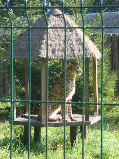 Gepard - Zoo Oliwa