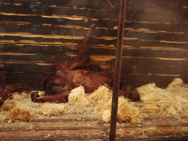 Orangutan Albert w pozie spoczynkowej