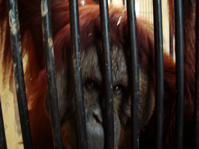 Oko w oko z orangutanem!