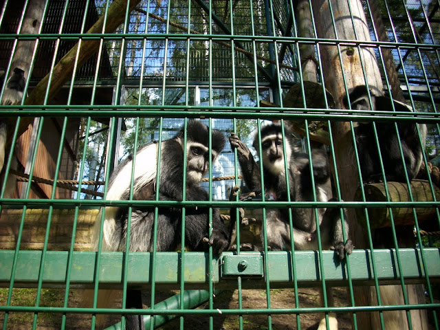 Gerezy abisyńskie - Zoo Oliwa