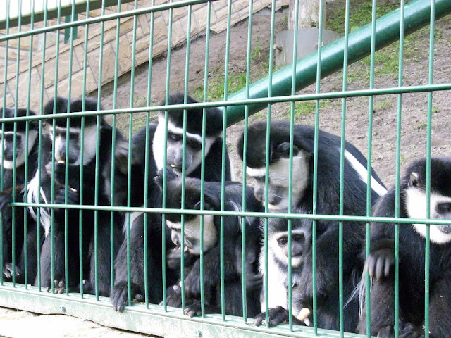 Gerezy abisyńskie - Zoo Oliwa