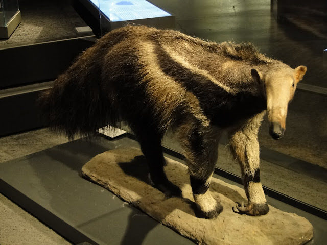 Mrówkojad z Museum fur Naturkunde (fot. ZooDlaDzieci)