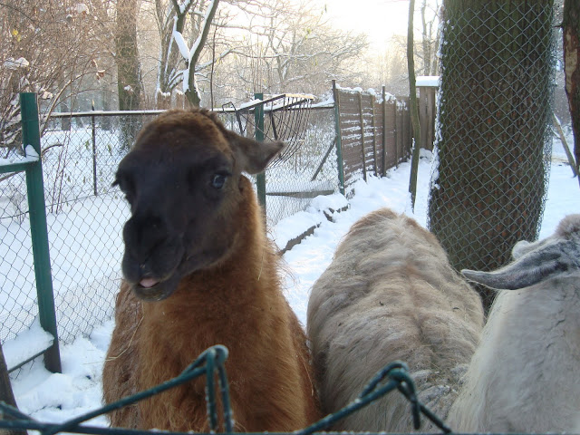 Lamy z wrocławskiego zoo