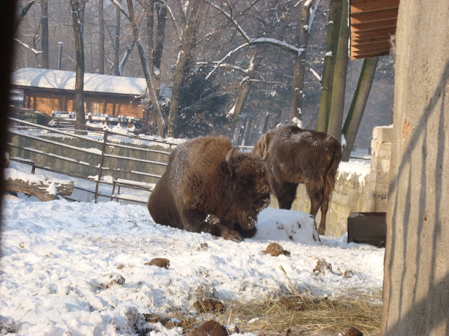 Żubry - Zoo Wrocław