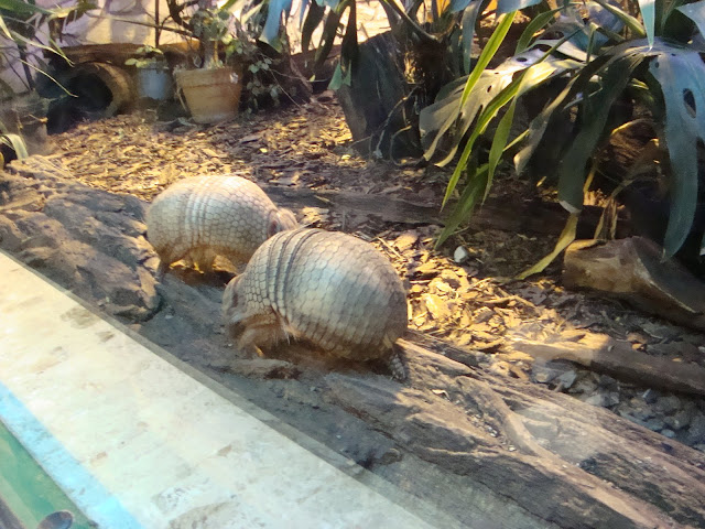 Pancerniki bolita - Zoo Wrocław