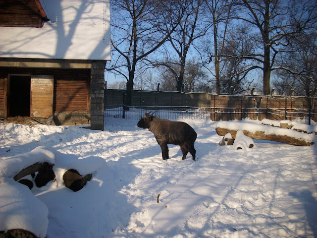 Takin na śniegu