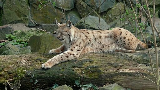 Ryś