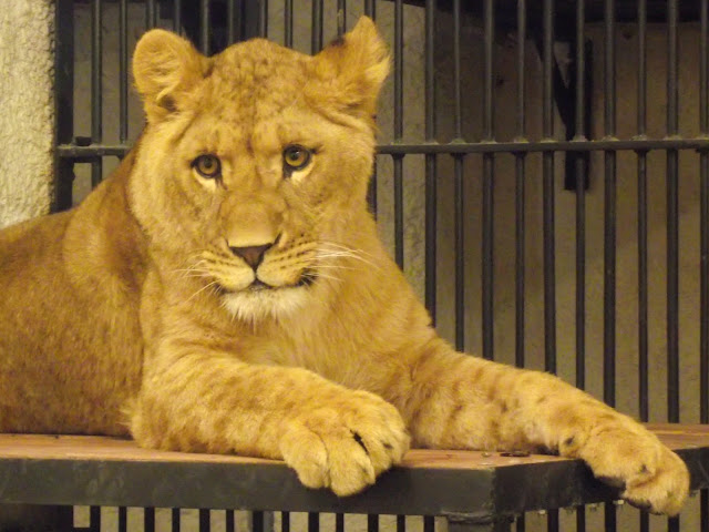Lew z zamojskiego zoo Lew z zamojskiego zoo