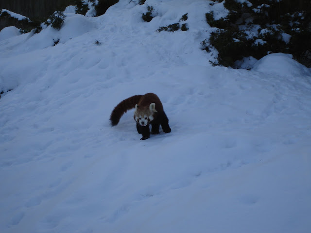 Panda mała