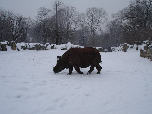 Nosorożec śnieżny