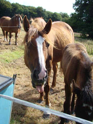 Vos plus belles grimaces de cheval et photos gag .... - Page 5 DSC08486