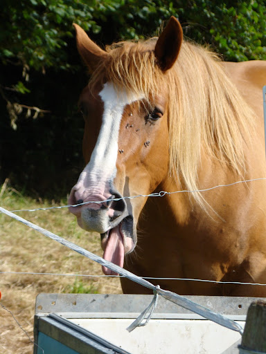 Vos plus belles grimaces de cheval et photos gag .... - Page 5 DSC08444