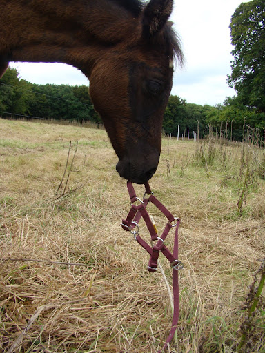 Vos plus belles grimaces de cheval et photos gag .... - Page 5 DSC08607