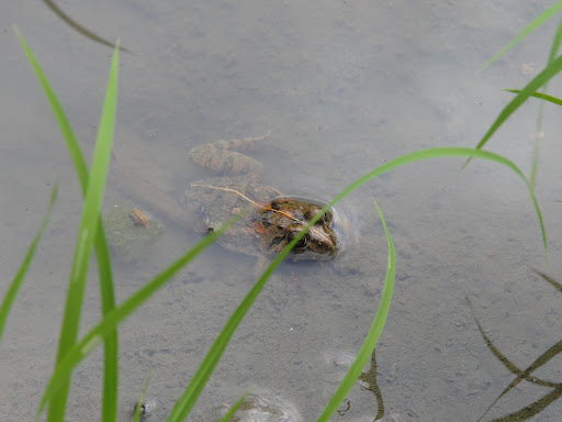 在水田中的澤蛙。圖片提供：Joy
