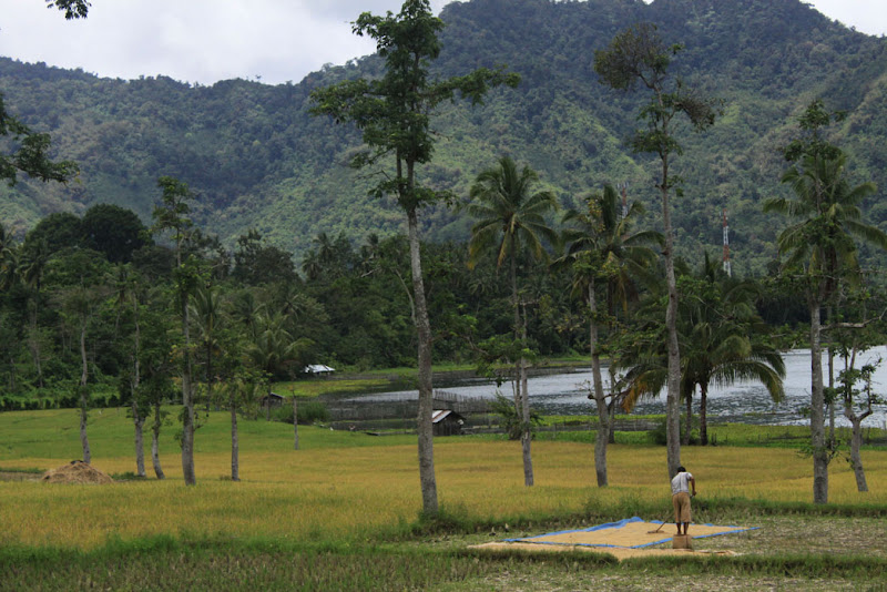Rice Farmer_Ranau Lake_Lumbok Village_West Lampung_Sumatra_Indonesia