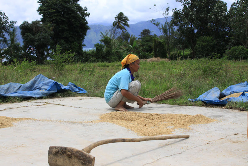 Lady with rice_Sumatra_West Lampung_Ranau Lake_Lumbok Village_Indonesia
