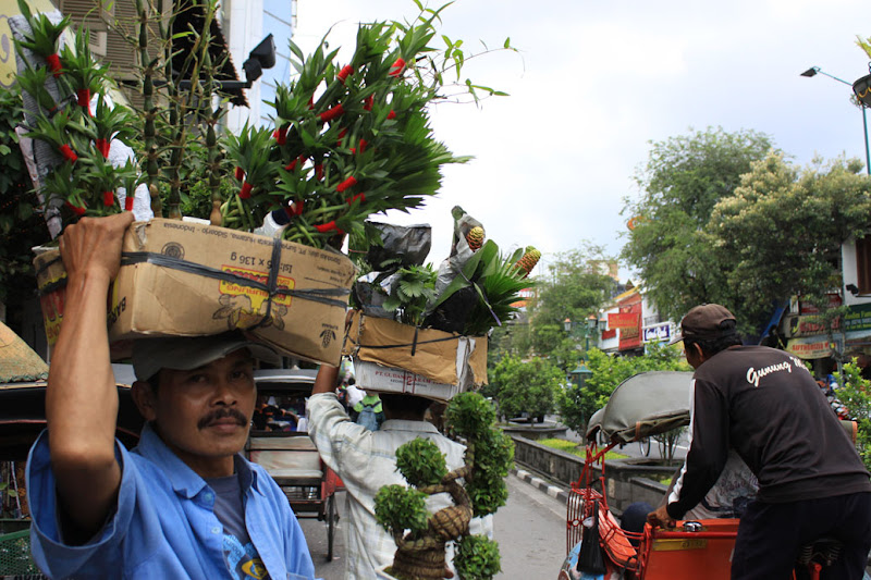 Tree seller_Jl Marliboro_Jogjakarta_Indonesia