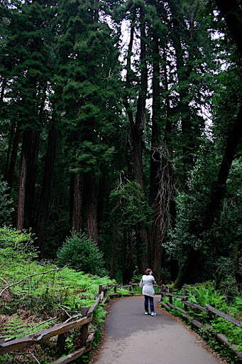 Photos of the Day: Muir Woods National Monument, California