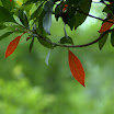 Previous