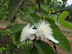 Guava Flower