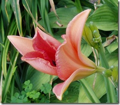 712 peach unfurling 2