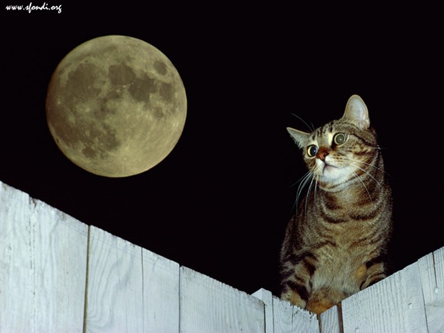 [Il gatto e la luna[5].jpg]