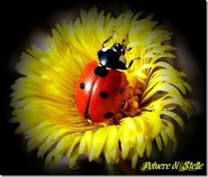 Coccinella_thumb%5B1%5D.jpg