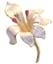 giglio_bianco_80_thumb2