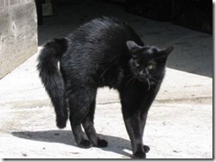 micio nero irto micio nero irto