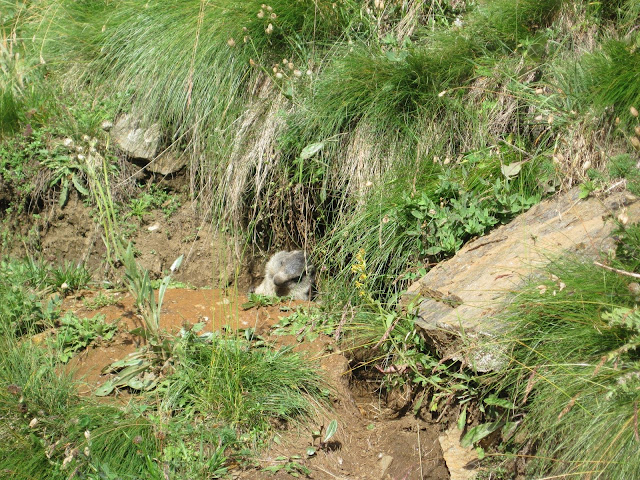 La marmotta, che pochi
sono riusciti a vedere così
vicina