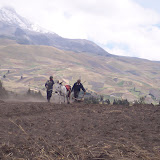 These farmers use every possible scrap of land - no matter how steep!