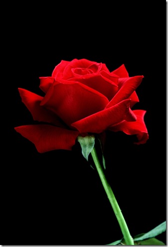 Rose red-rose