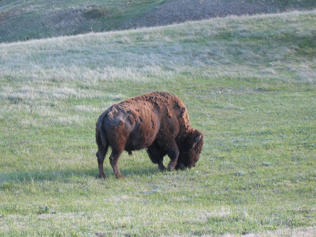 [bigbuffalo3.jpg]