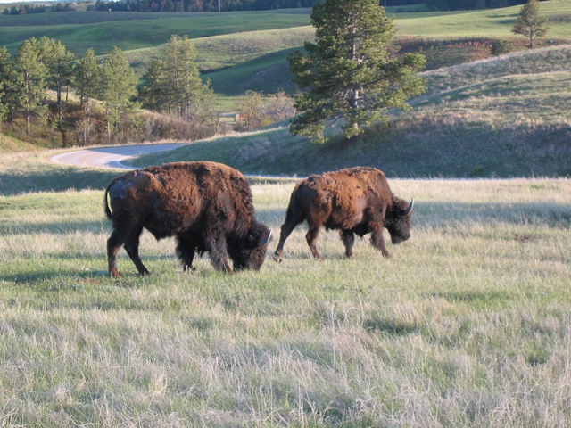 [buffalosheddingtheirwintercoat3.jpg]