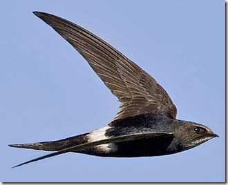 149_Spine_tailed_swift