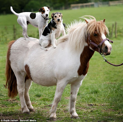 photo shows a white and brown horse (maybe a pony) in a field and two little dogs on its back