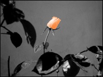 Rosas 06 [640x480]
