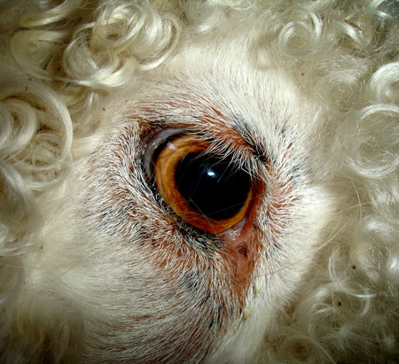 Typical-angora-goats-eyes-r.jpg