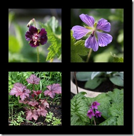 geranium