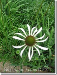 IMG_4264_thumb6