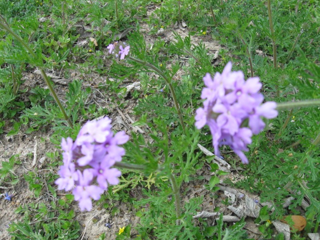[2010 first flowers of spring 006[3].jpg]