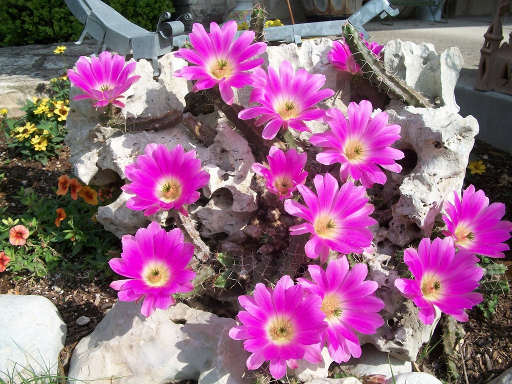 [cactus flowers and happy homemaker 001[4].jpg]