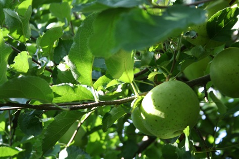 [ApplePicking2009432.jpg]