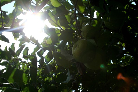 [ApplePicking2009452.jpg]