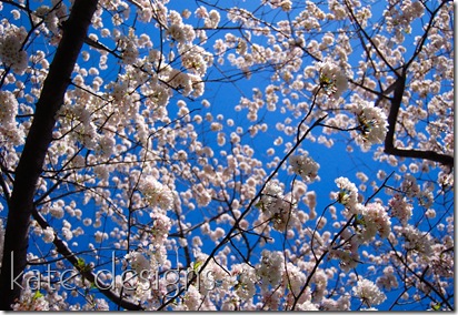 DC - Cherry Blossom Festival & Smithsonian 004
