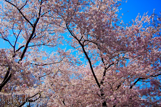 [DC - Cherry Blossom Festival & Smithsonian 032[8].jpg]