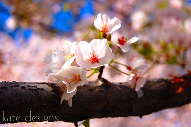 [DC - Cherry Blossom Festival & Smithsonian 037[9].jpg]