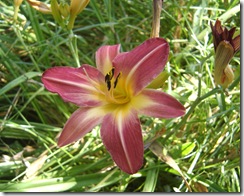 daylily